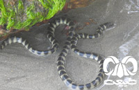 گونه مار دریایی حلقه دار Annulated Sea Snake